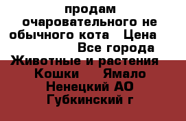 продам очаровательного не обычного кота › Цена ­ 7 000 000 - Все города Животные и растения » Кошки   . Ямало-Ненецкий АО,Губкинский г.